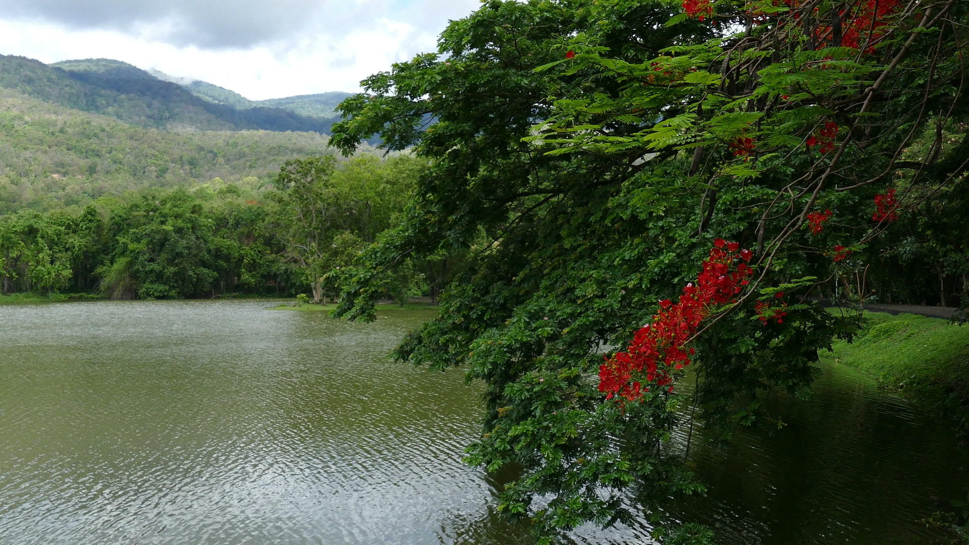 夏季公园森林湖泊山区和橙色孔雀花景观视频的预览图