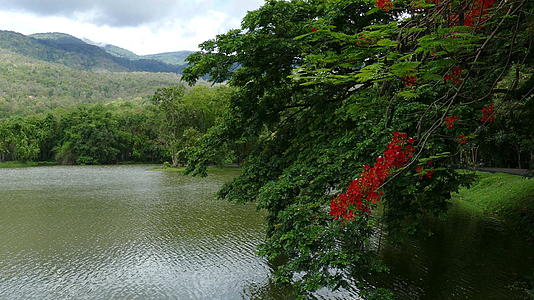 夏季公园森林湖泊山区和橙色孔雀花景观视频的预览图