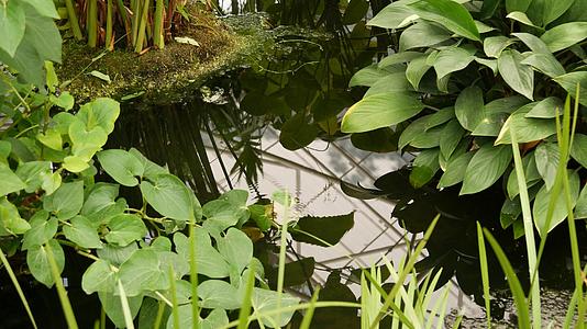 在阳光明媚的日子里热带池塘里的绿色植物公园在平静的热带视频的预览图