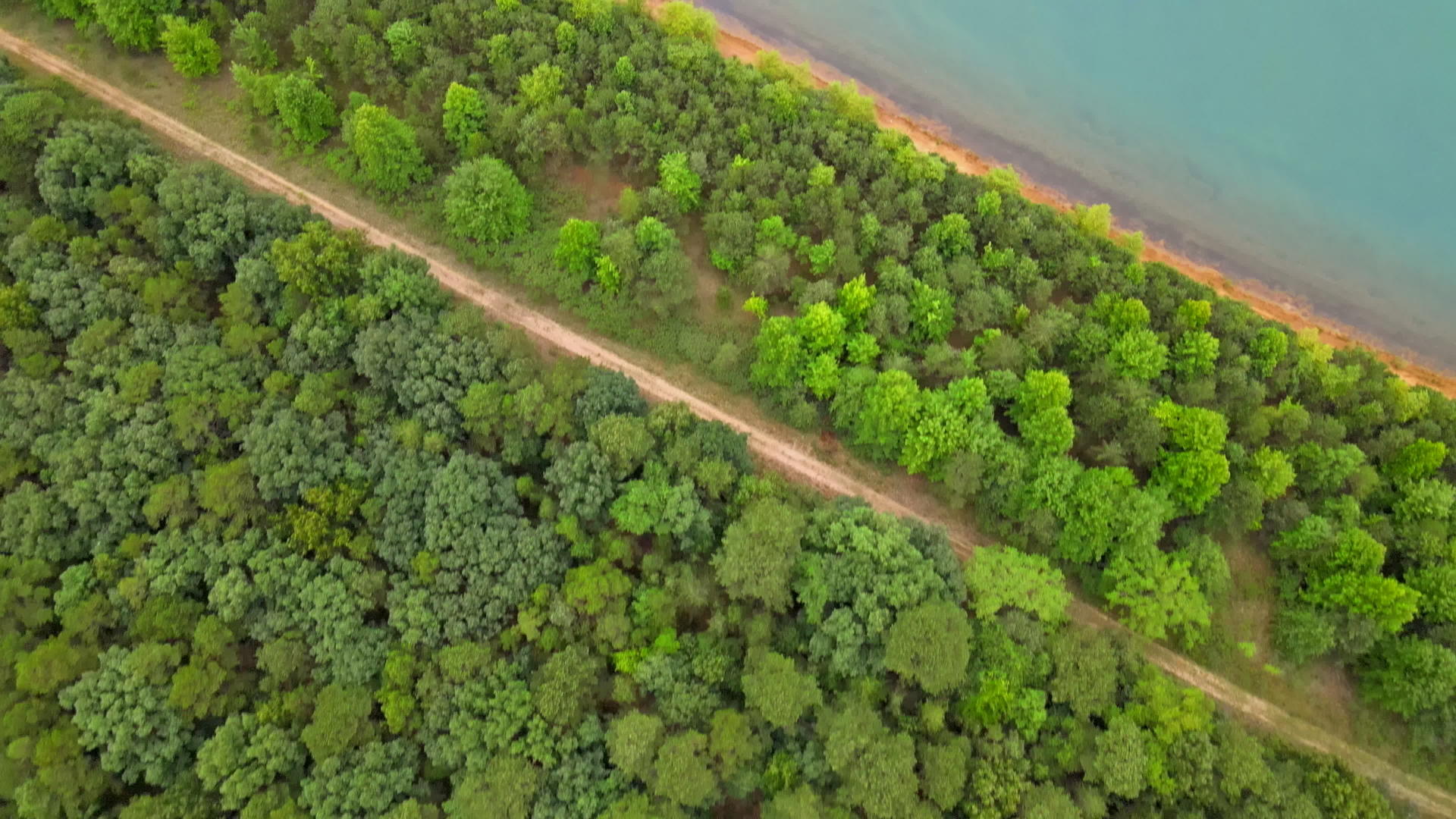 夏季森林全景中阳光明媚的自然池塘视频的预览图