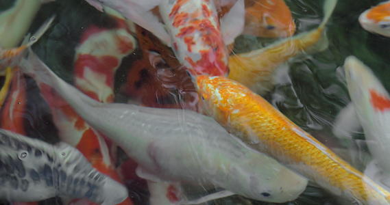 科伊鲤鱼在室外池塘中五颜六色视频的预览图