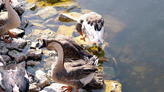 夏天鸭子在清澈的水晶池塘附近视频的预览图