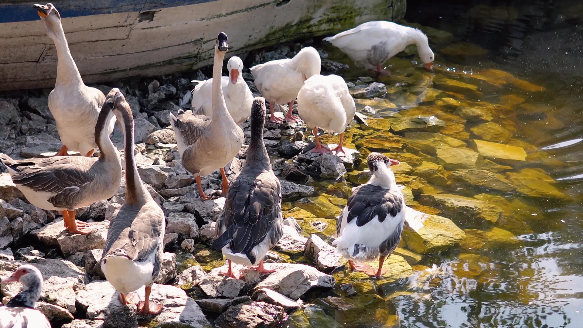 鸭子和鹅在池塘附近的海岸上破船视频的预览图