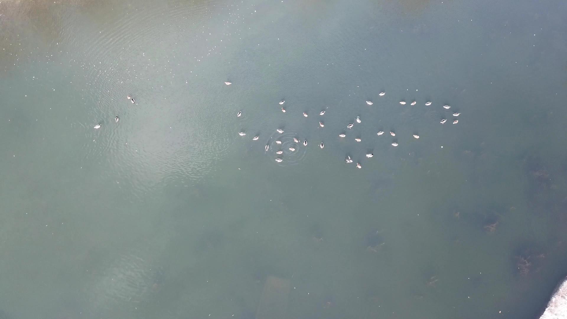 一群鸭子躺在公园里冰冻的池塘里视频的预览图