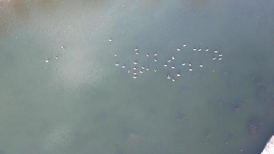一群鸭子躺在公园里冰冻的池塘里视频的预览图