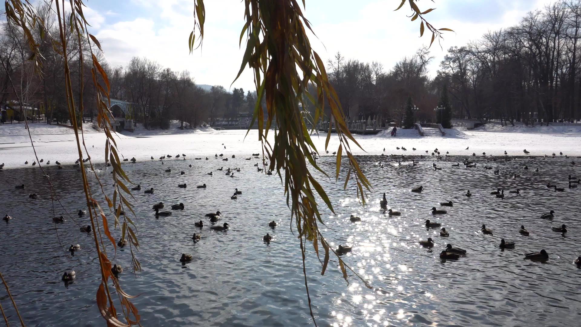 公园池塘里有一群鸭子和鸽子视频的预览图