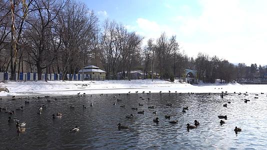 公园池塘里有一群鸭子和鸽子视频的预览图