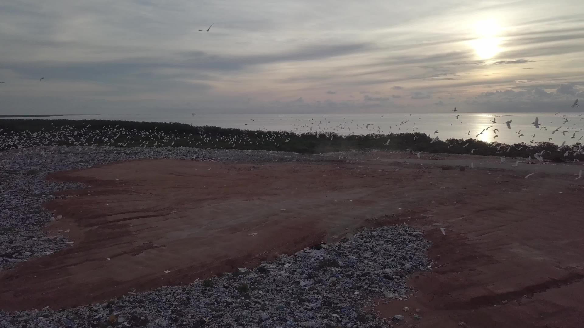 当太阳下山时数千只黄雀鸟在垃圾填埋场飞行视频的预览图