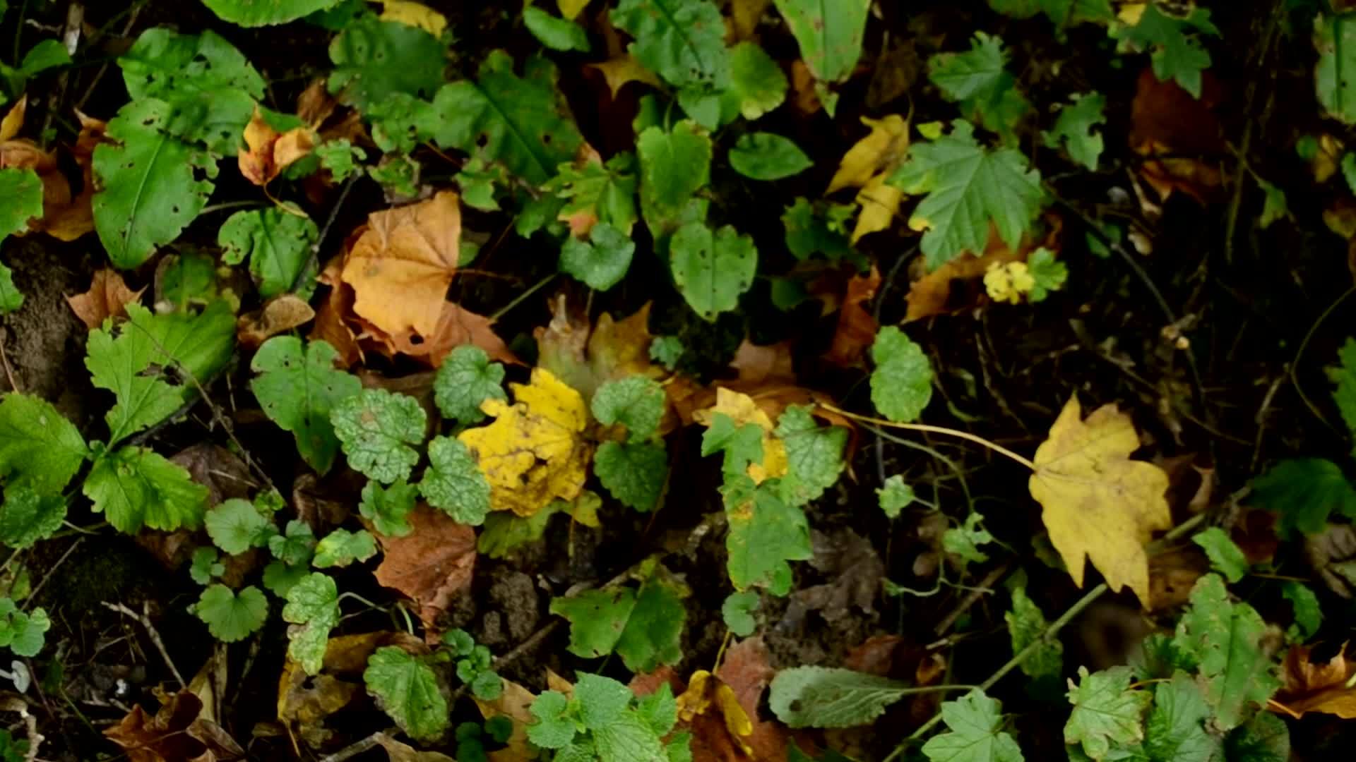 落叶森林中的垃圾污染了森林中的自然纯度视频的预览图
