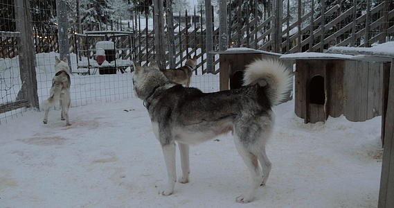 冬天在露天的笼子里拍摄哈斯基狗视频的预览图