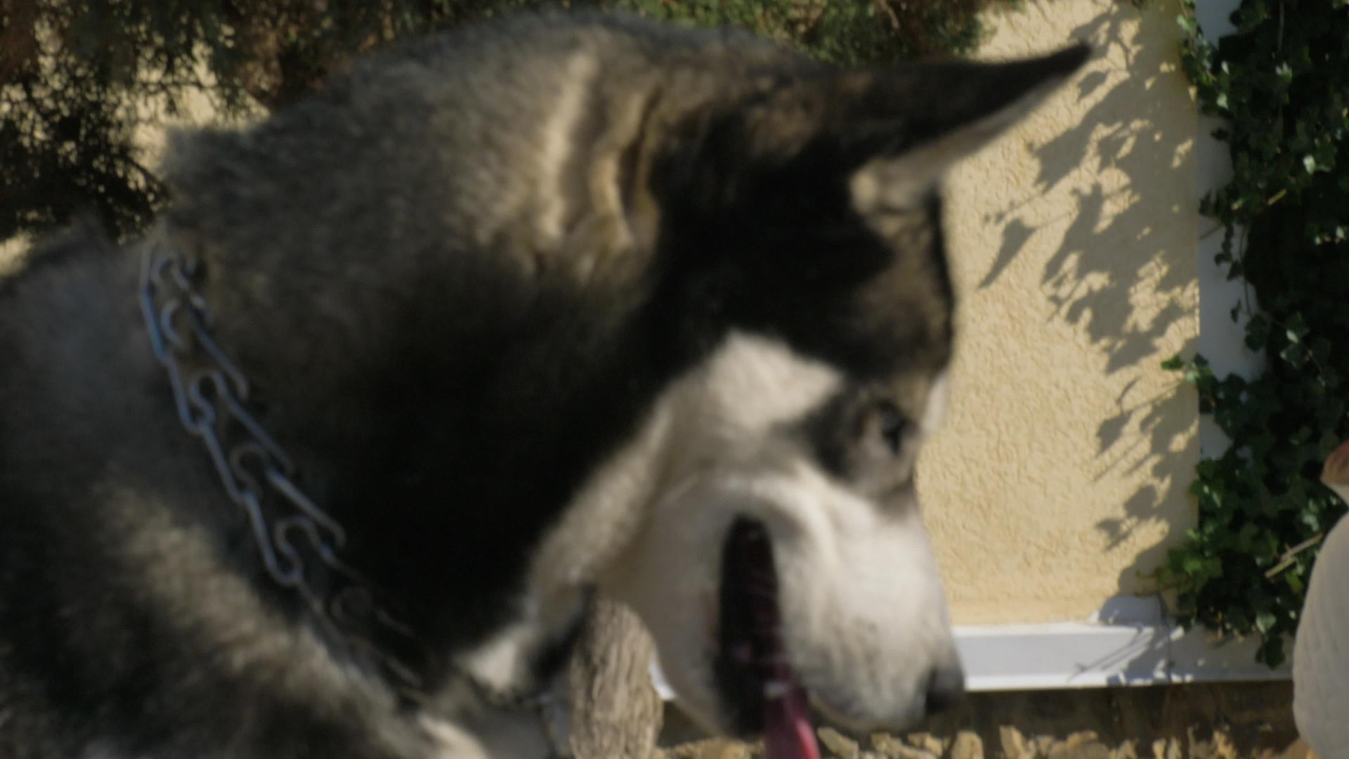 可爱的小哈斯基狗有着湿鼻子用善良的眼睛打开下巴和下巴视频的预览图