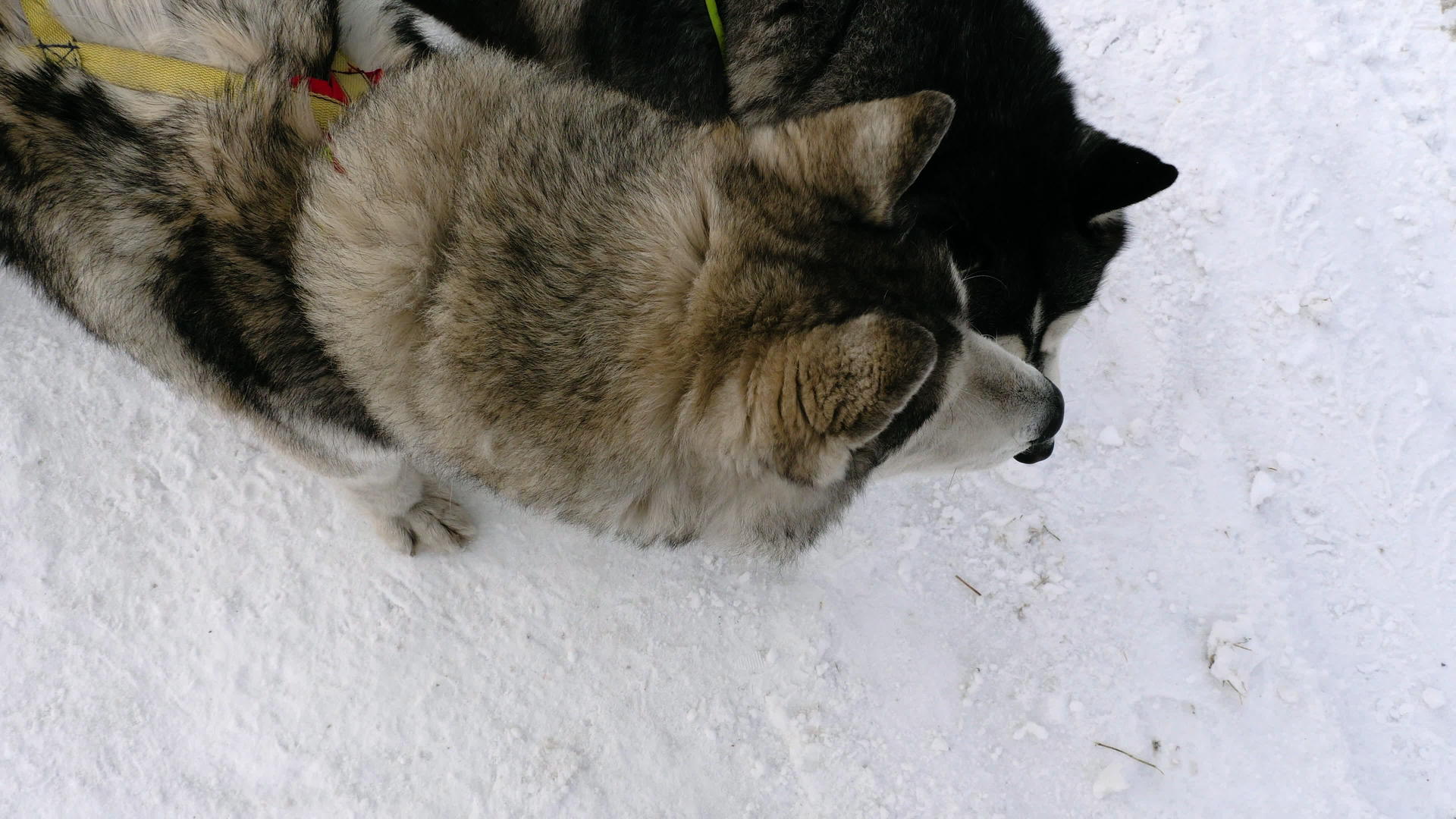 船上有西比亚雪橇狗视频的预览图