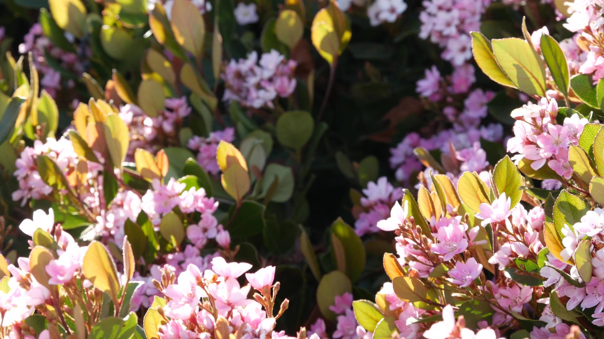 印度山楂粉红花加州Rhaphiolepis视频的预览图