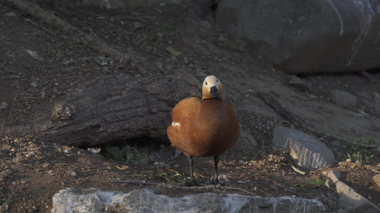赤麻鸭视频的预览图
