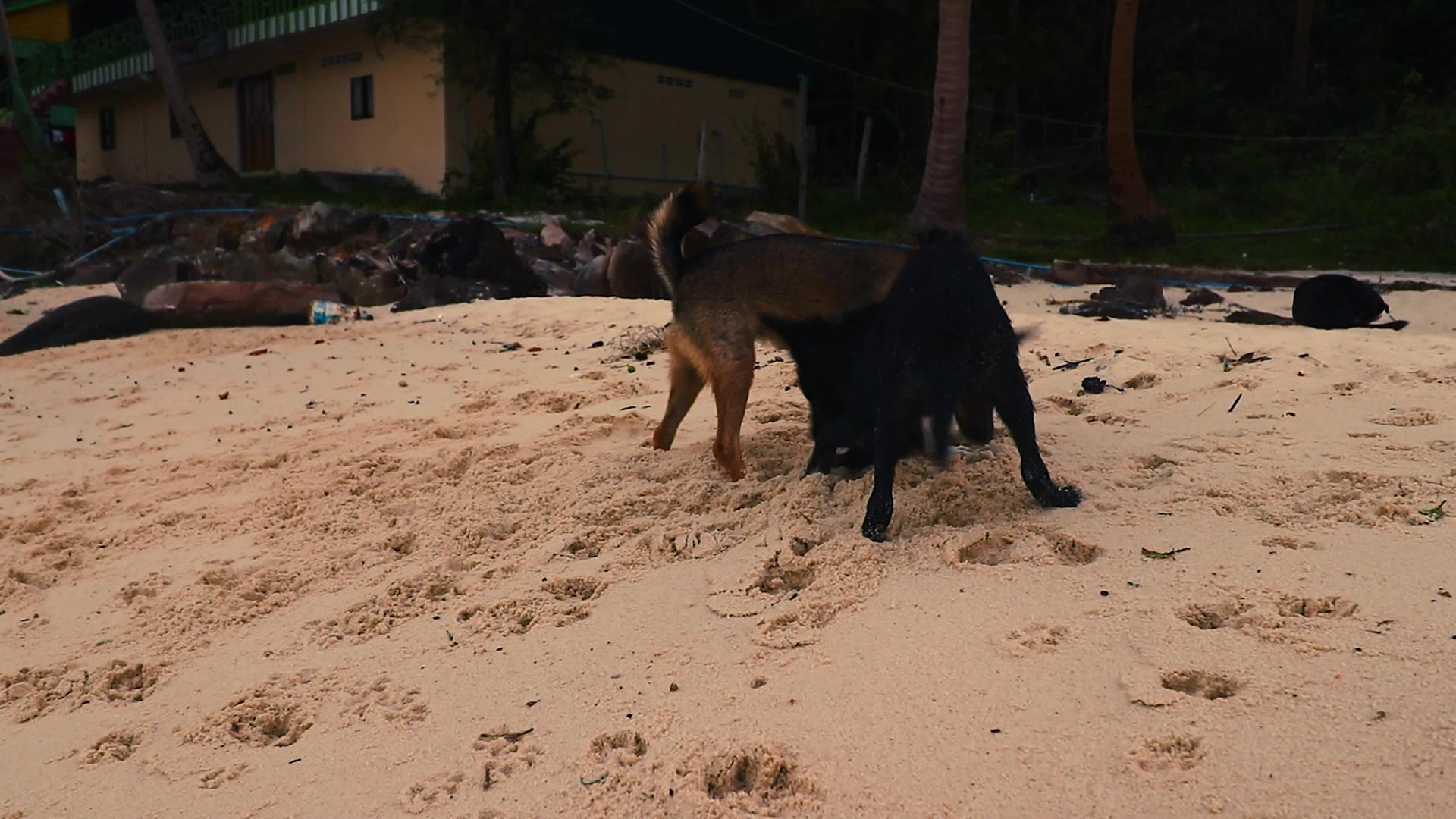 快乐的狗在海滩上玩耍视频的预览图