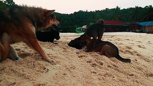 在高梁桑隆岛的海滩上享受白天的狗狗视频的预览图