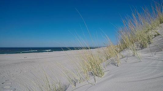 海边有沙草和风视频的预览图