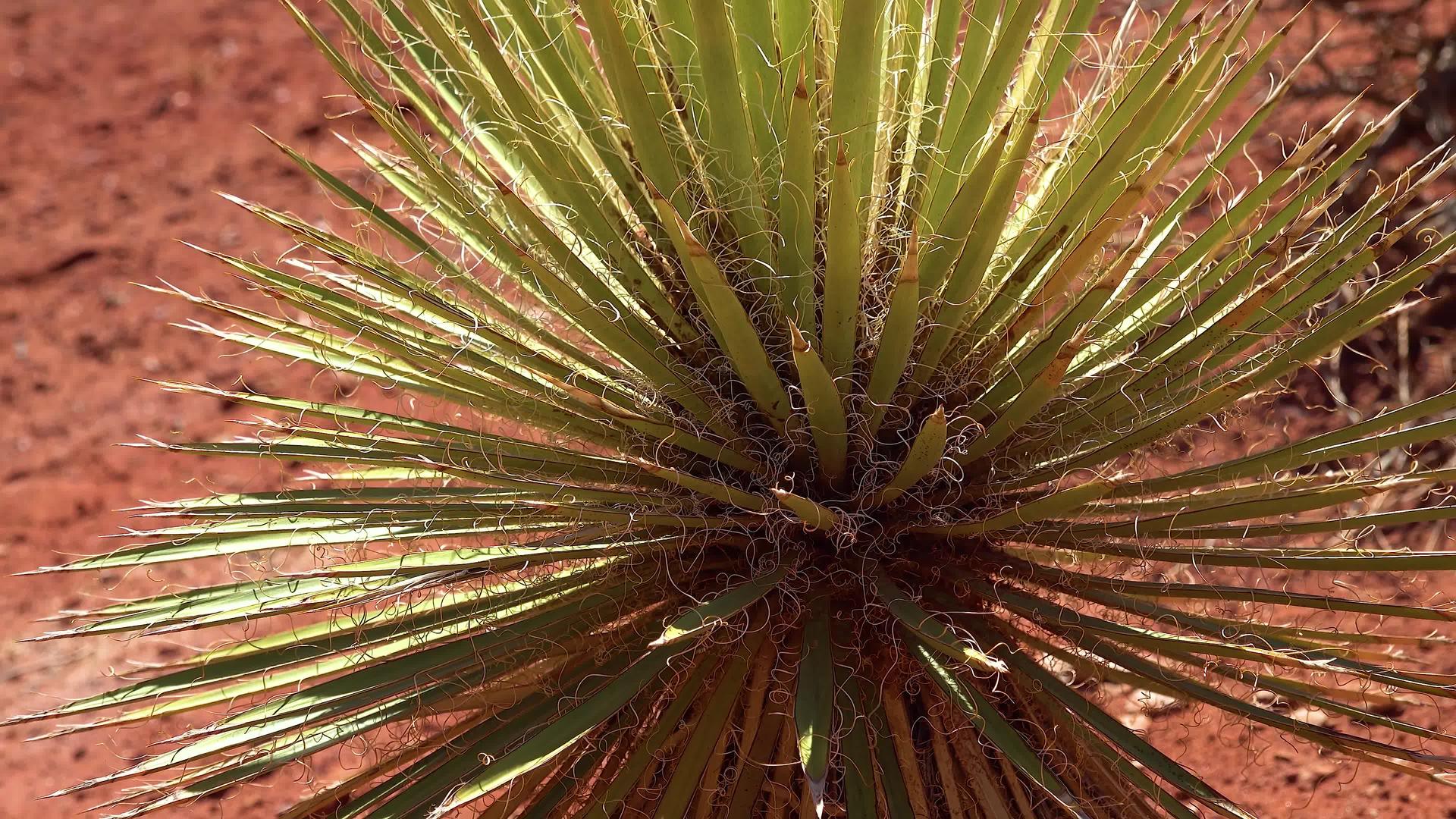 Yucca植物峡谷地moabutah视频的预览图