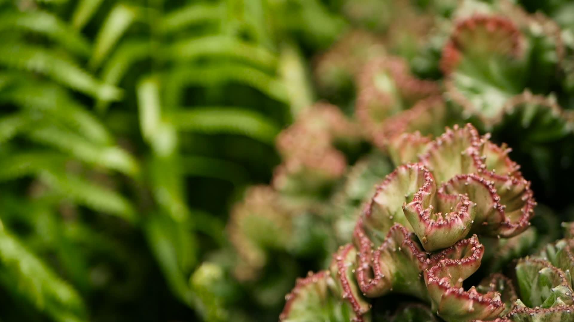 长青沙漠植物被用作花园中的装饰品以自然形态为背景视频的预览图
