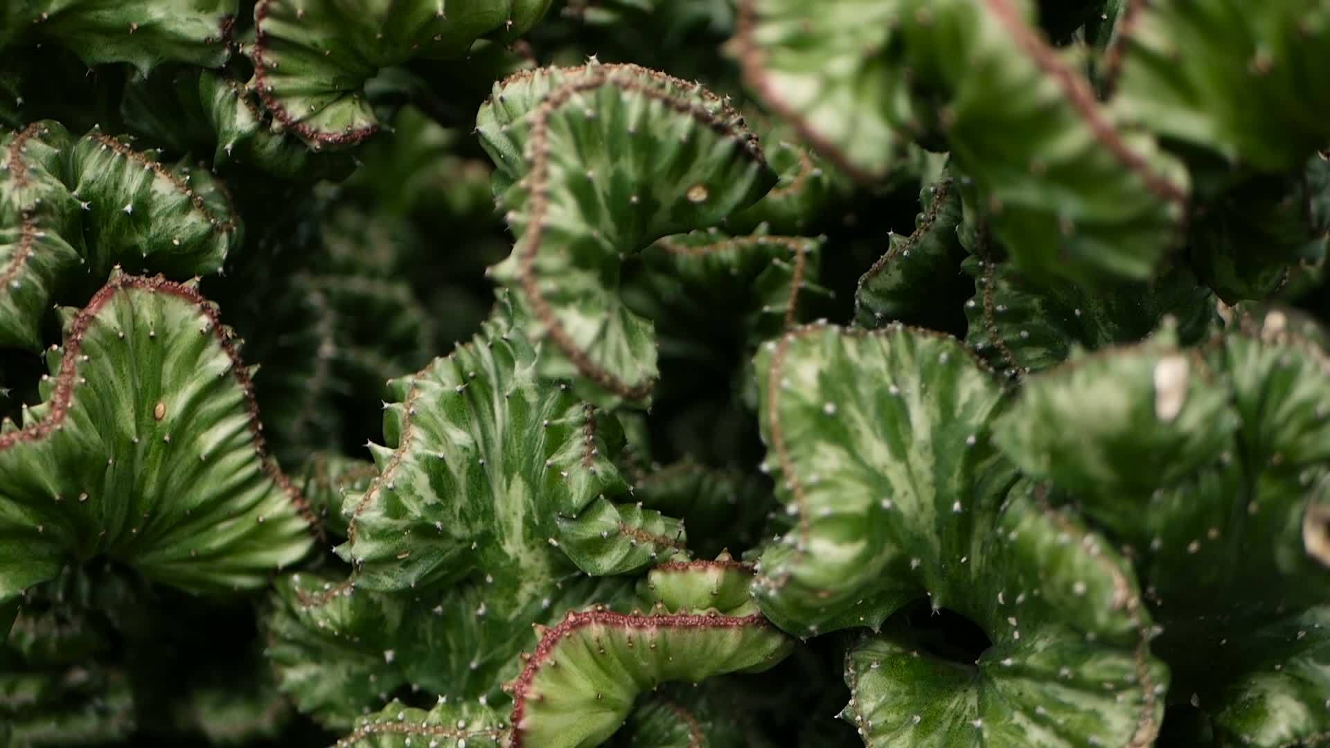 长青沙漠植物被用作花园中的装饰品以自然形态为背景视频的预览图