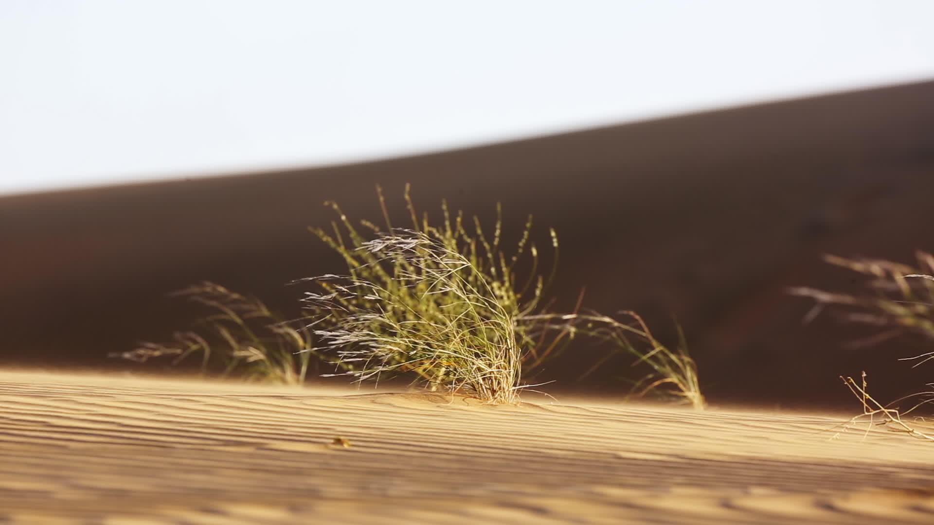 日落时沙漠中的绿树视频的预览图