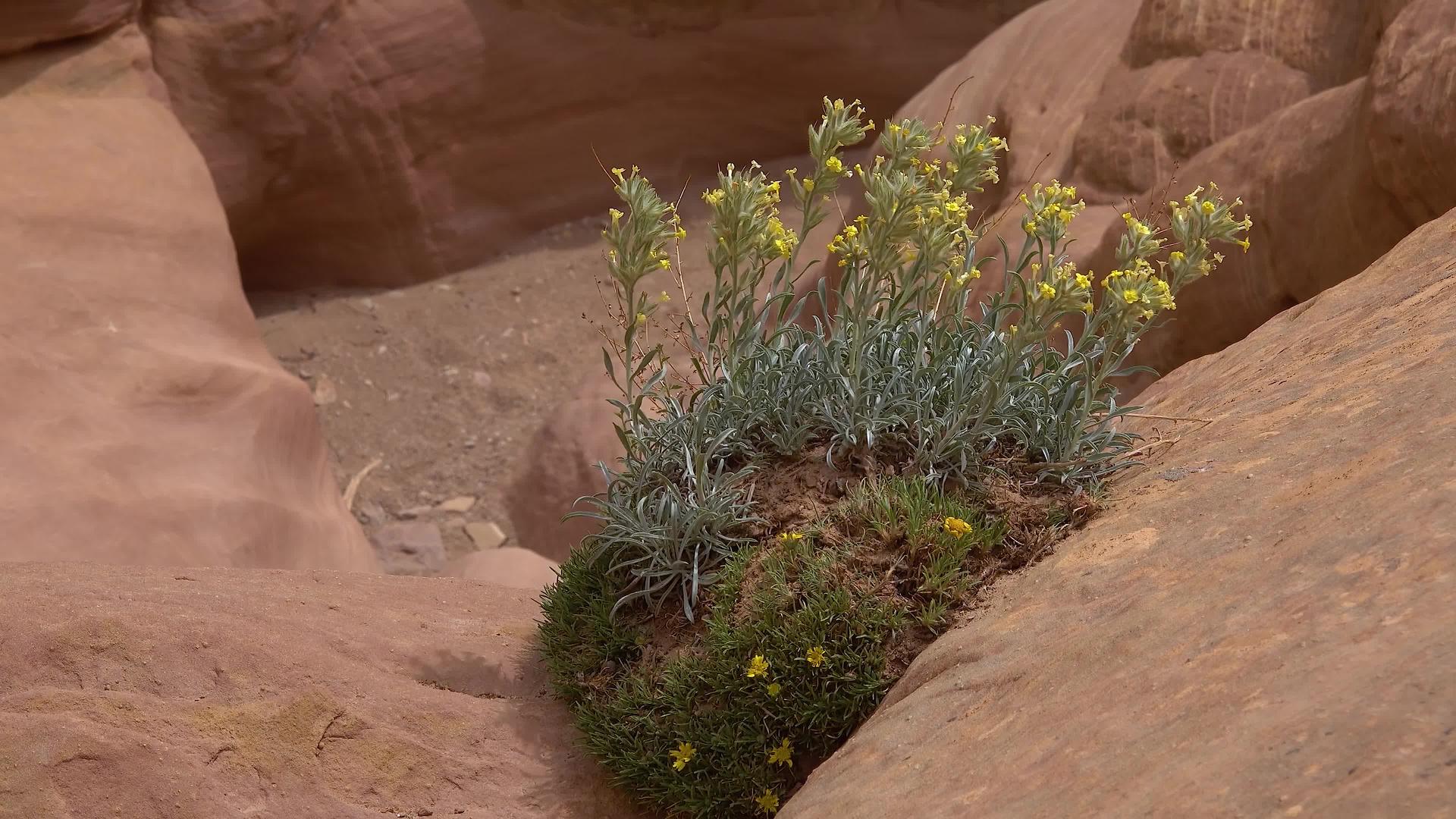 红岩裂缝中的废弃植物峡谷——美国北部的小野马峡谷视频的预览图