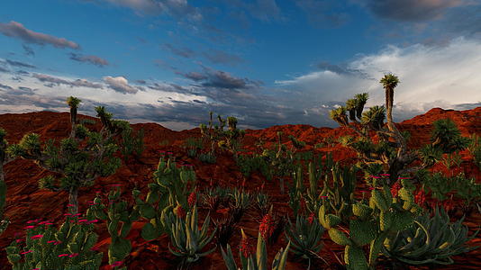 日落时在干燥的土地上种植各种仙人掌视频的预览图