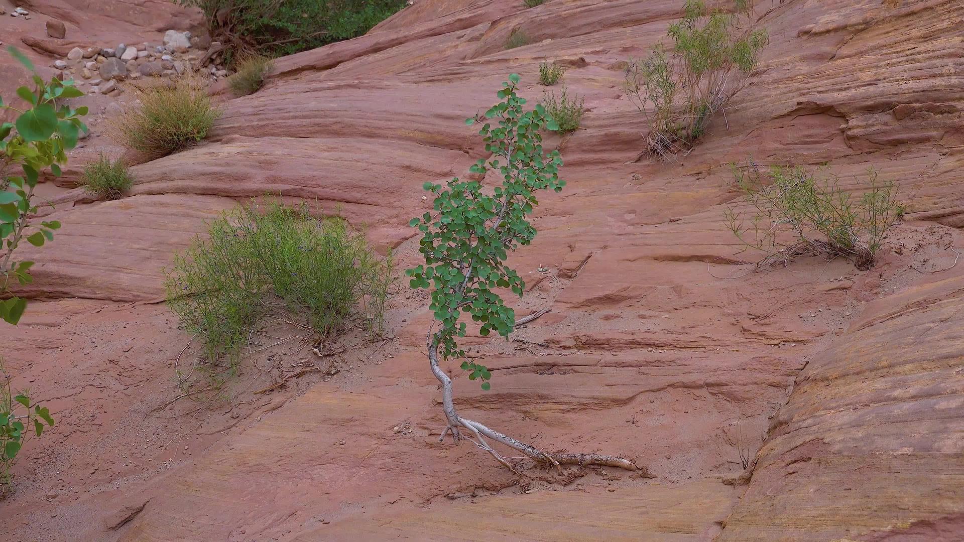 红岩裂缝中的废弃植物峡谷——美国北部的小野马峡谷视频的预览图