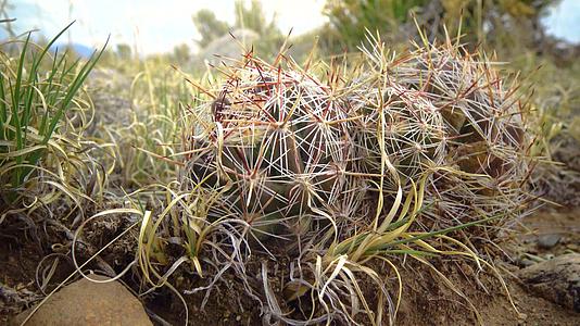 水生植物食用螺旋藻彩色仙人掌沙丘国家公园科罗拉多视频的预览图