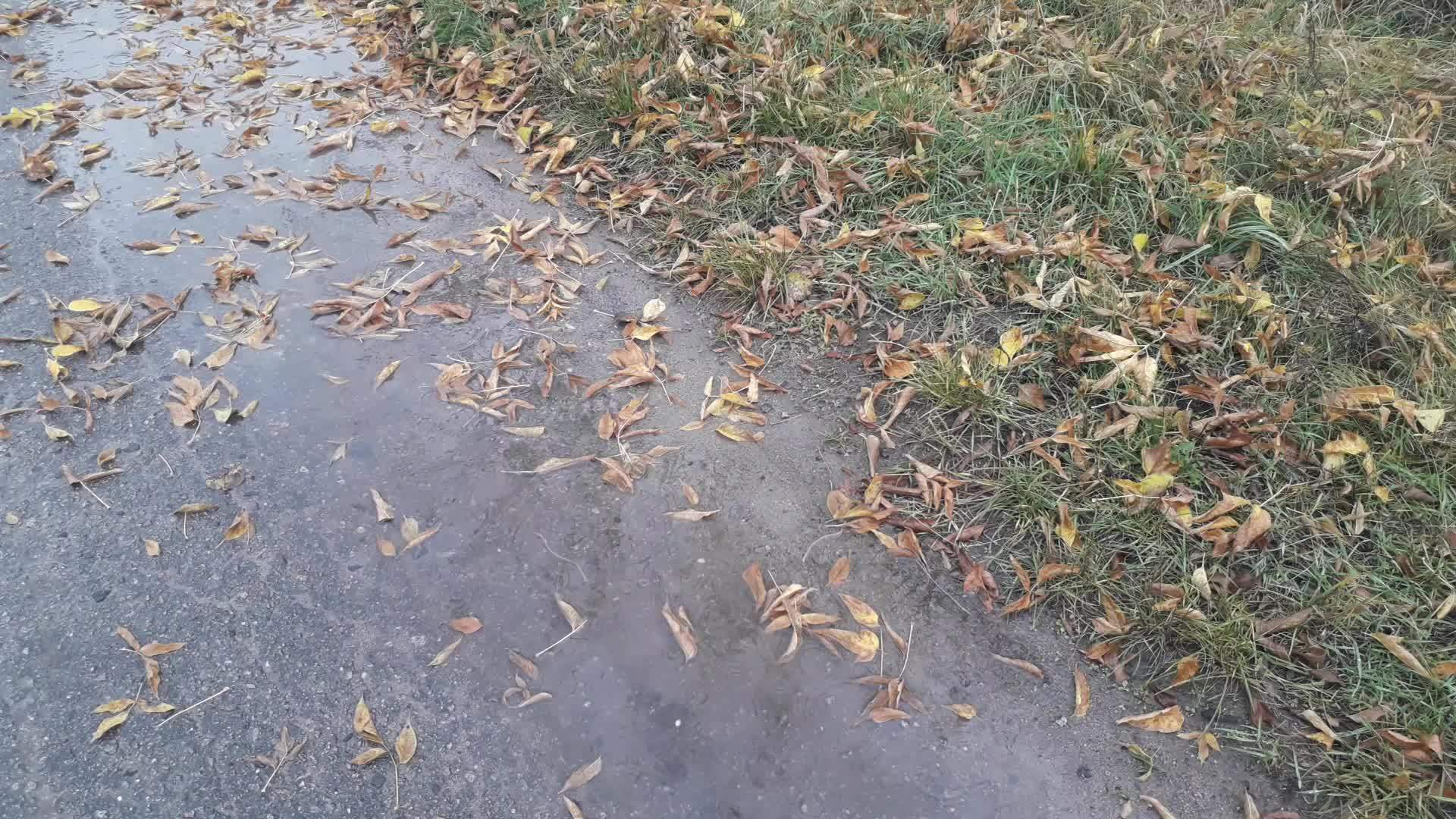 秋天沥青和地面上下雨视频的预览图