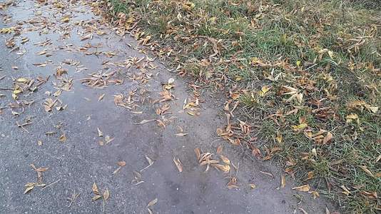 秋天沥青和地面上下雨视频的预览图