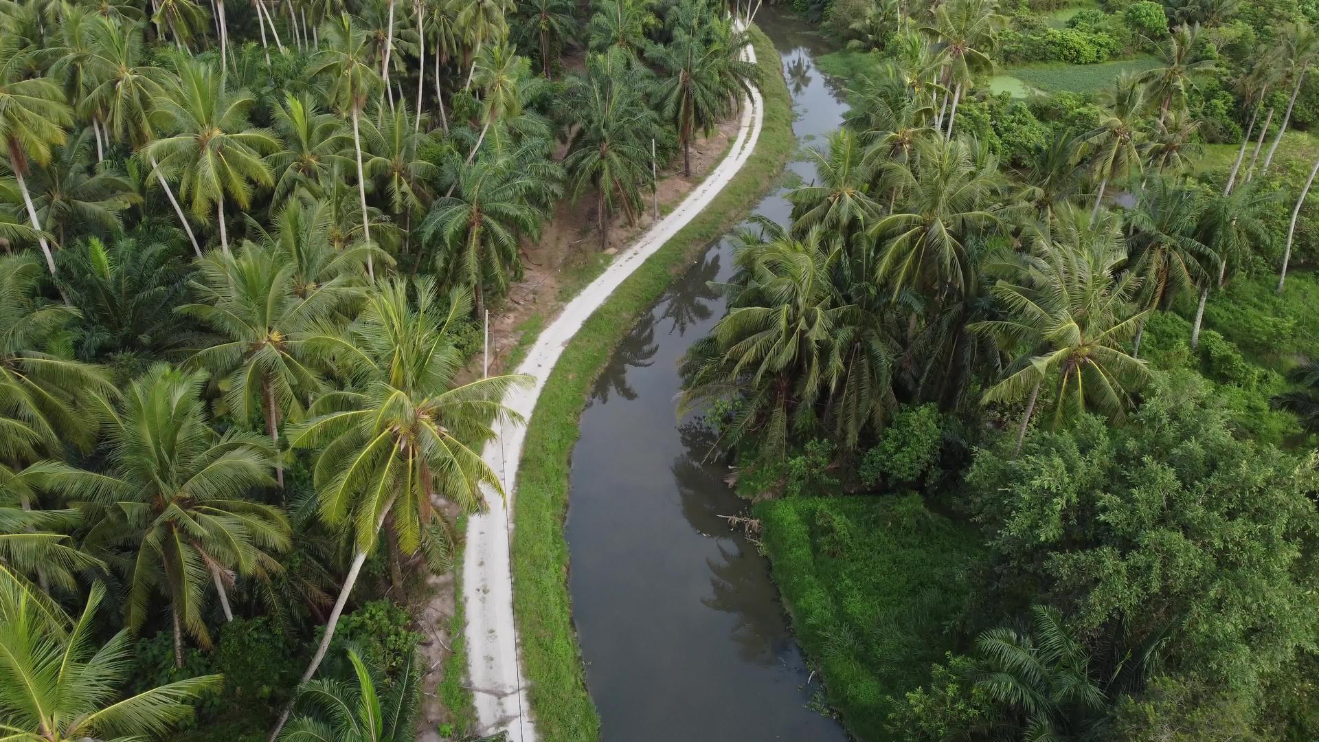农夫椰子棕榈树在河上飞行视频的预览图