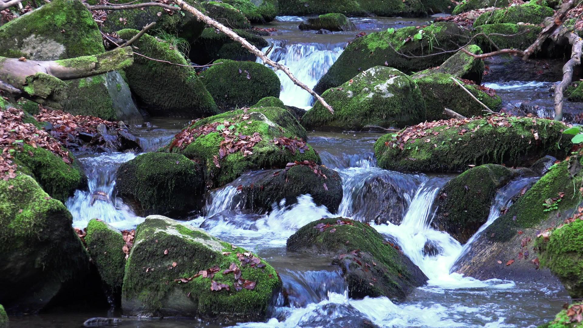 森林中的泉水自然环背景包括声音视频的预览图