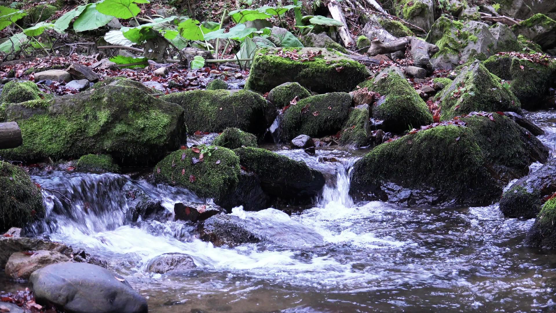 森林中的水流自然环形背景和声音包括视频的预览图