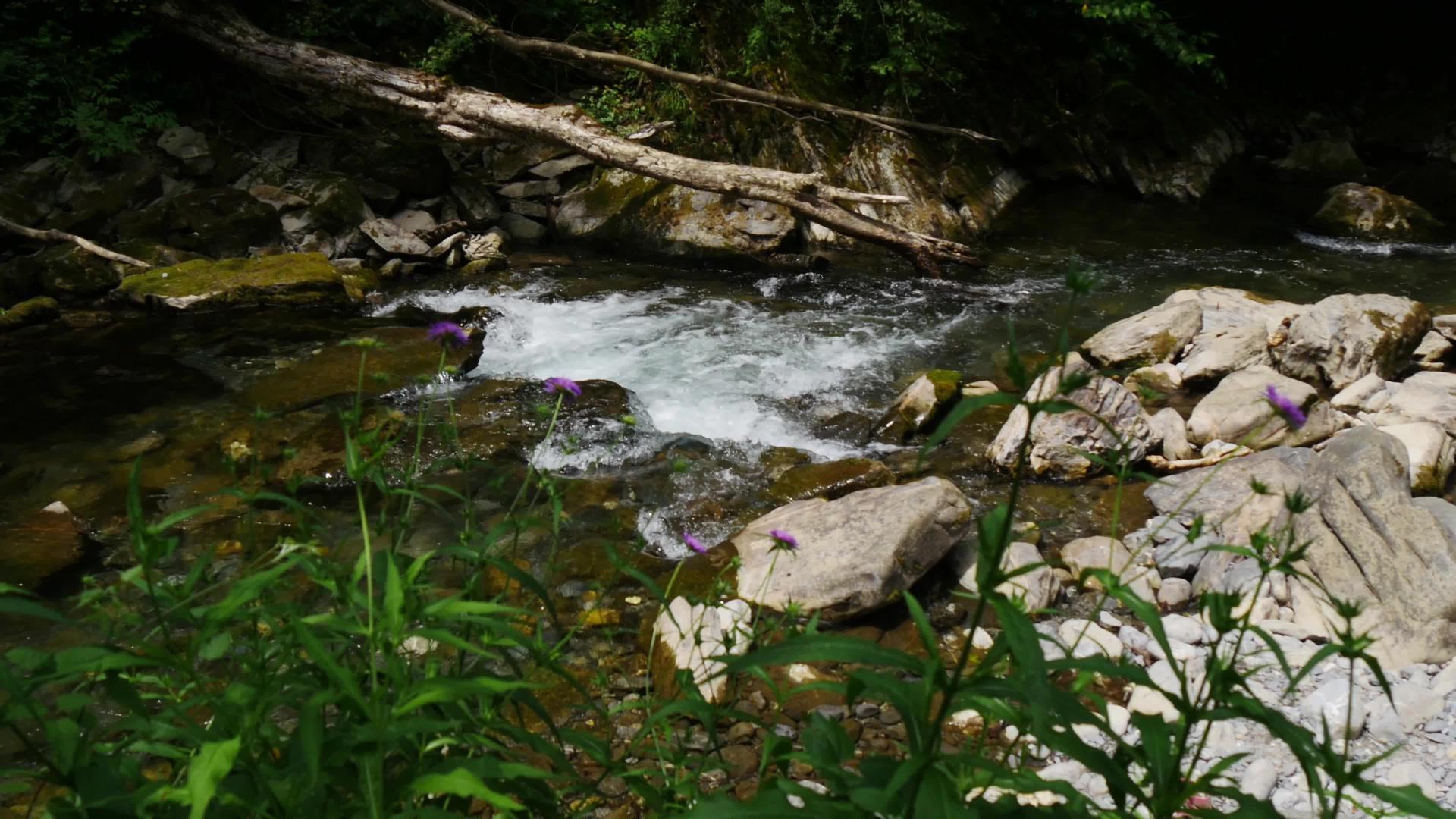 山上森林里的小河视频的预览图