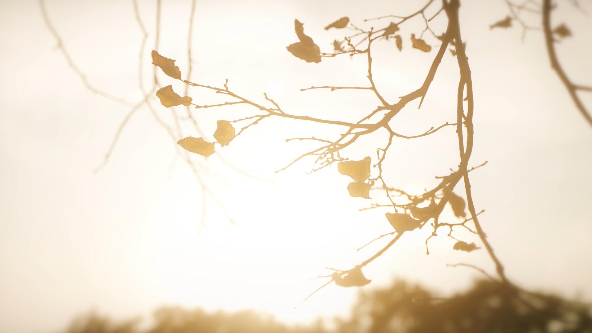 秋天逆光夕阳下的枯黄落叶的树枝视频的预览图