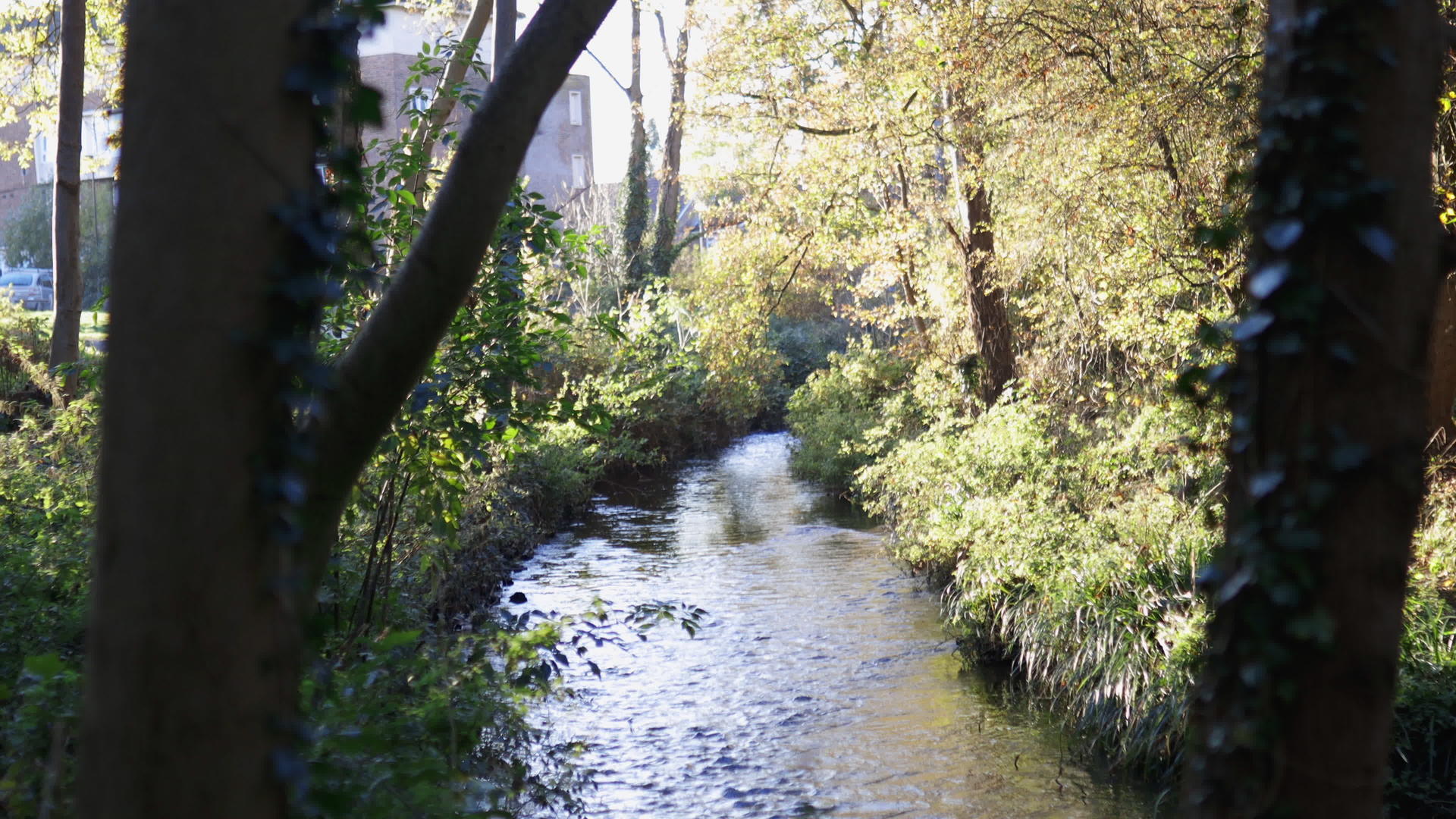 流动的河流充满了美丽而宁静的树木和植物视频的预览图