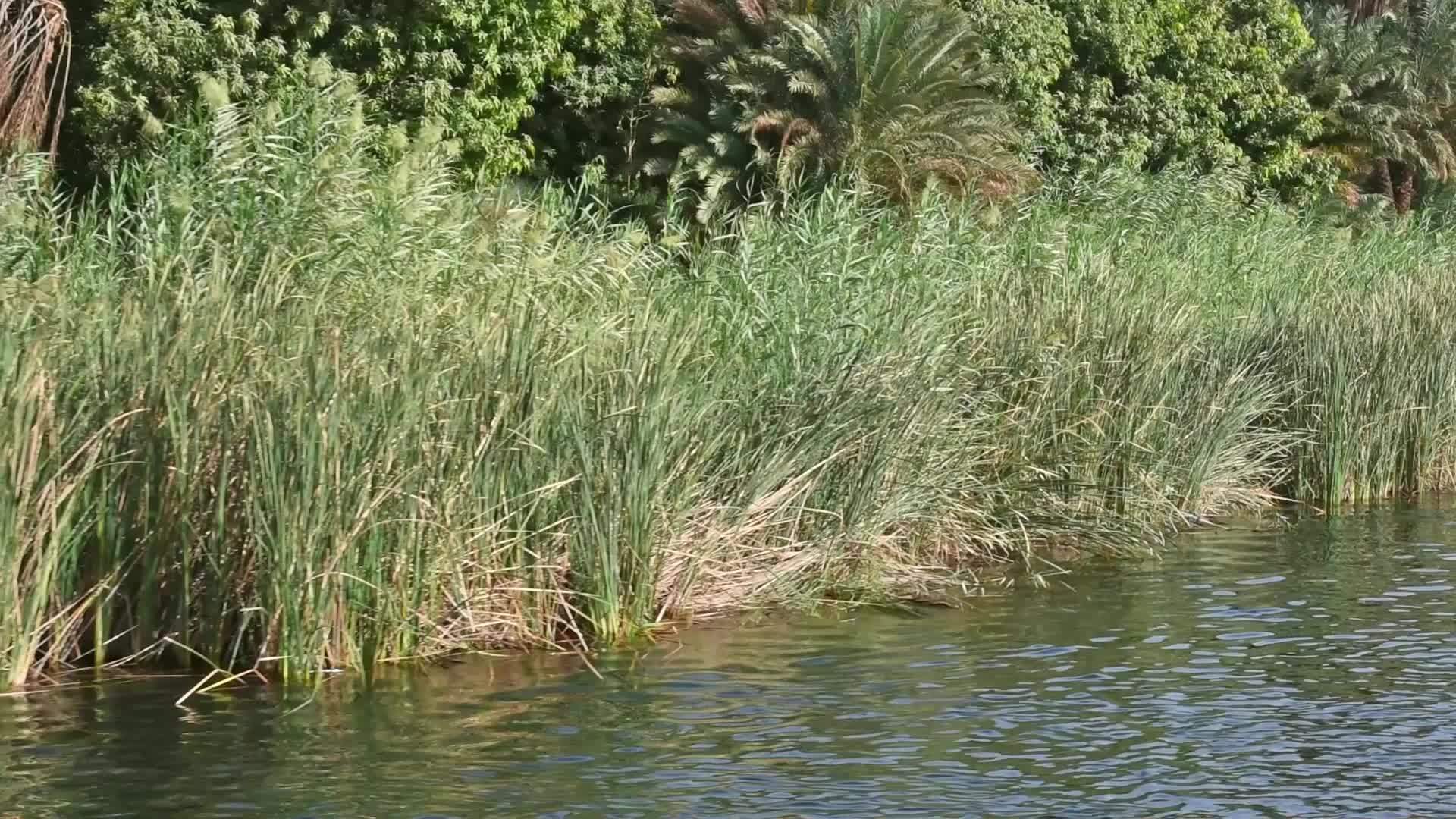 沿河河岸的青蛙视频的预览图
