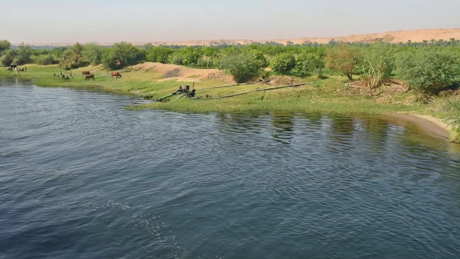 非洲沿河农村非洲有水牛饲养的牲畜视频的预览图