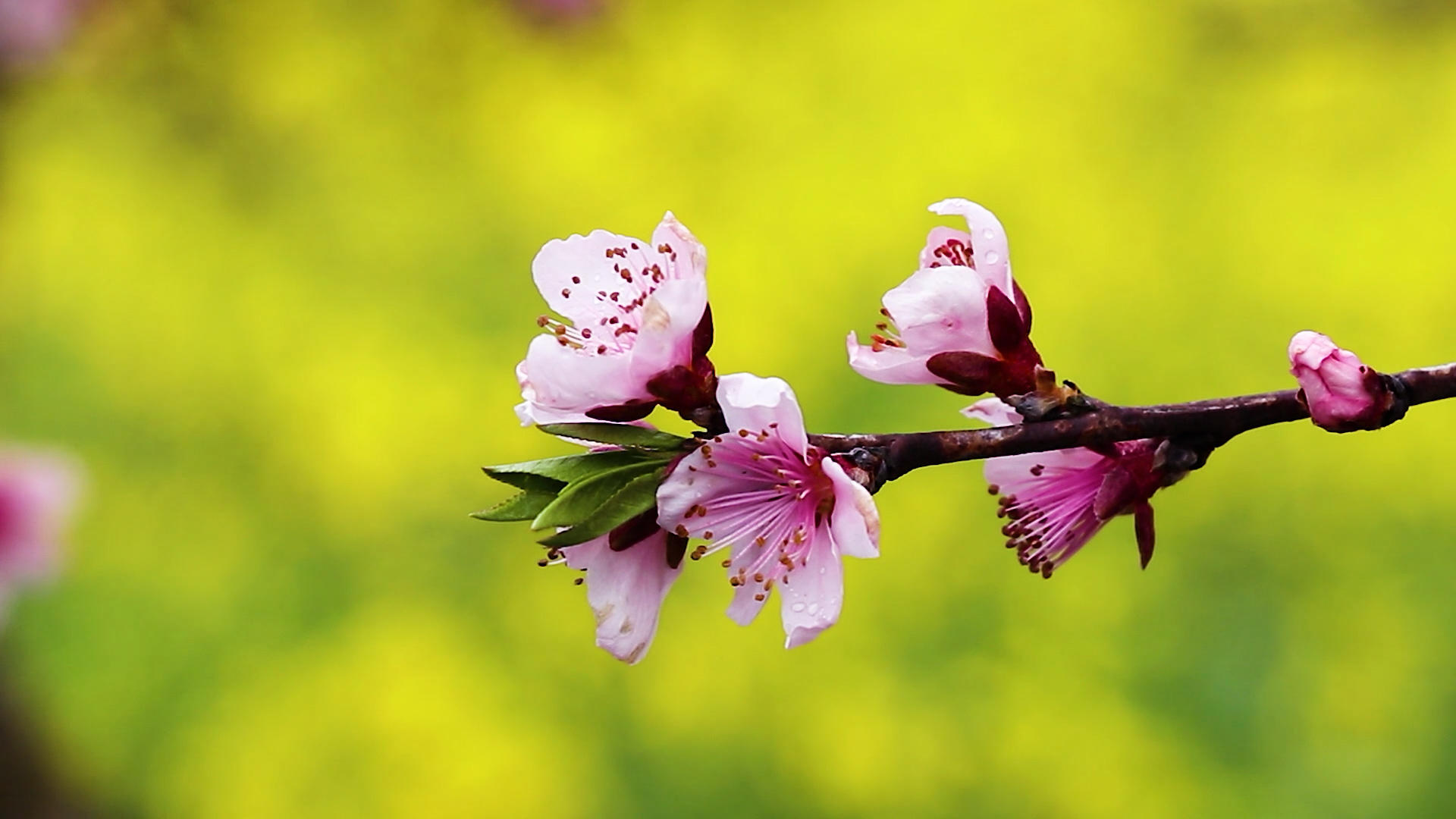 金色油菜花前盛开的桃花视频的预览图