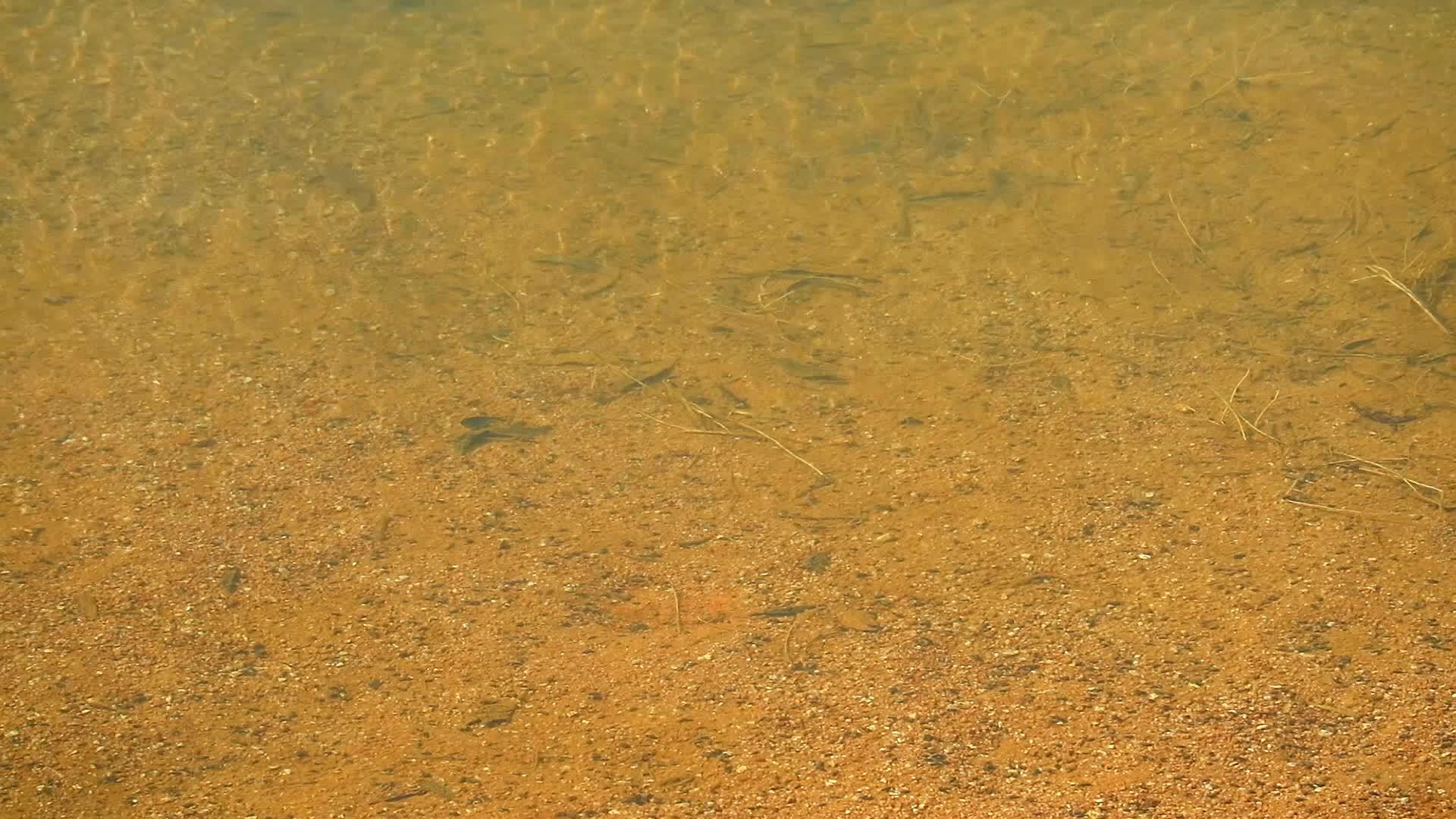 由于溶解土壤中的矿物质湖底有一种类似生锈的颜色视频的预览图