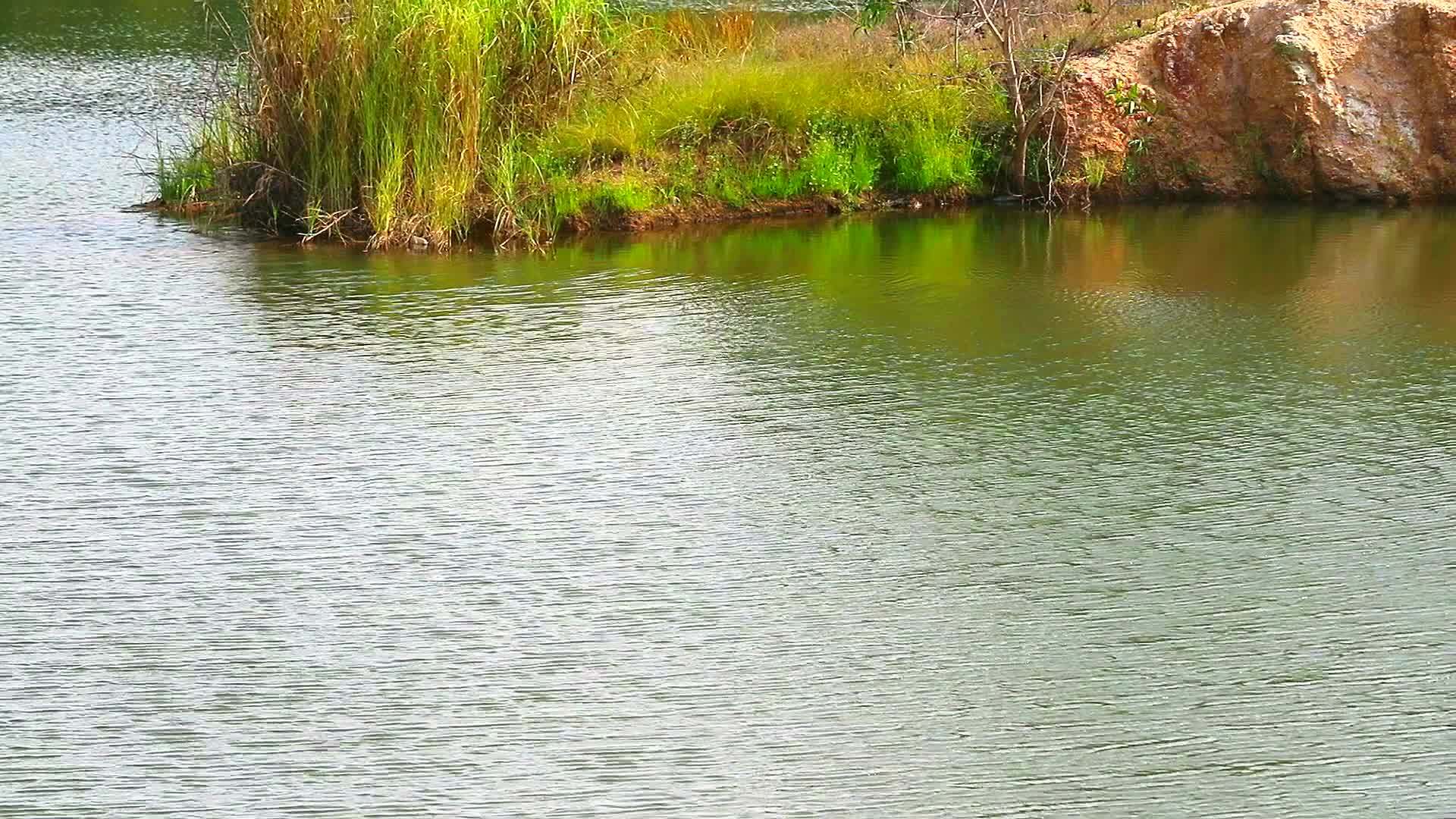 湖边的绿色植物和水面上的波浪视频的预览图