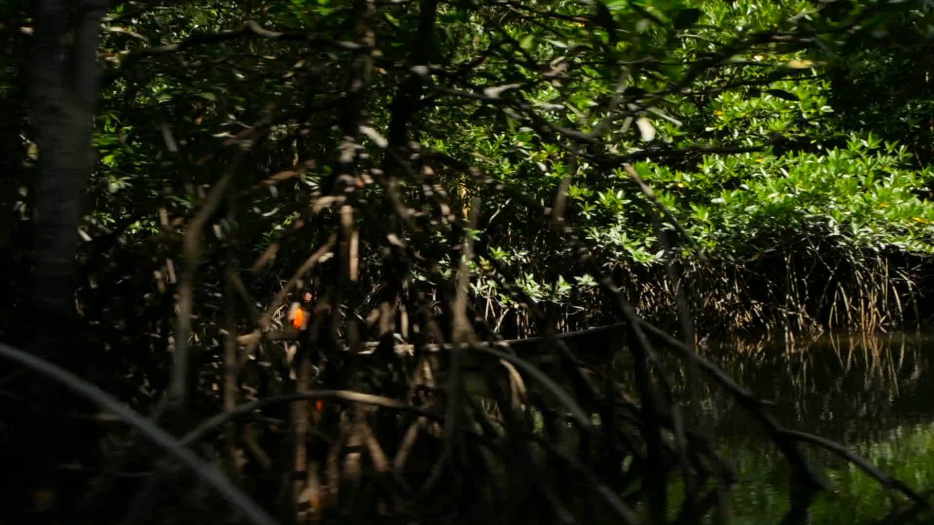 红树林里的一艘木船上的渔民视频的预览图
