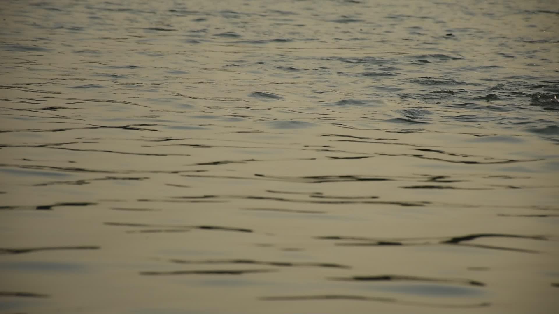 河流中的各种鱼类视频的预览图