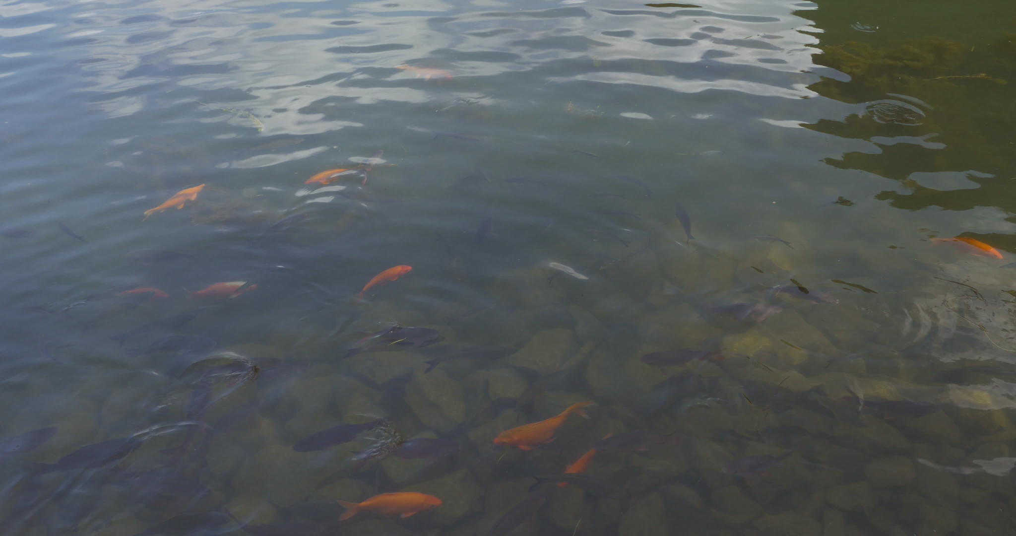 水和绿色岛屿中的鲤鱼vietnam视频的预览图