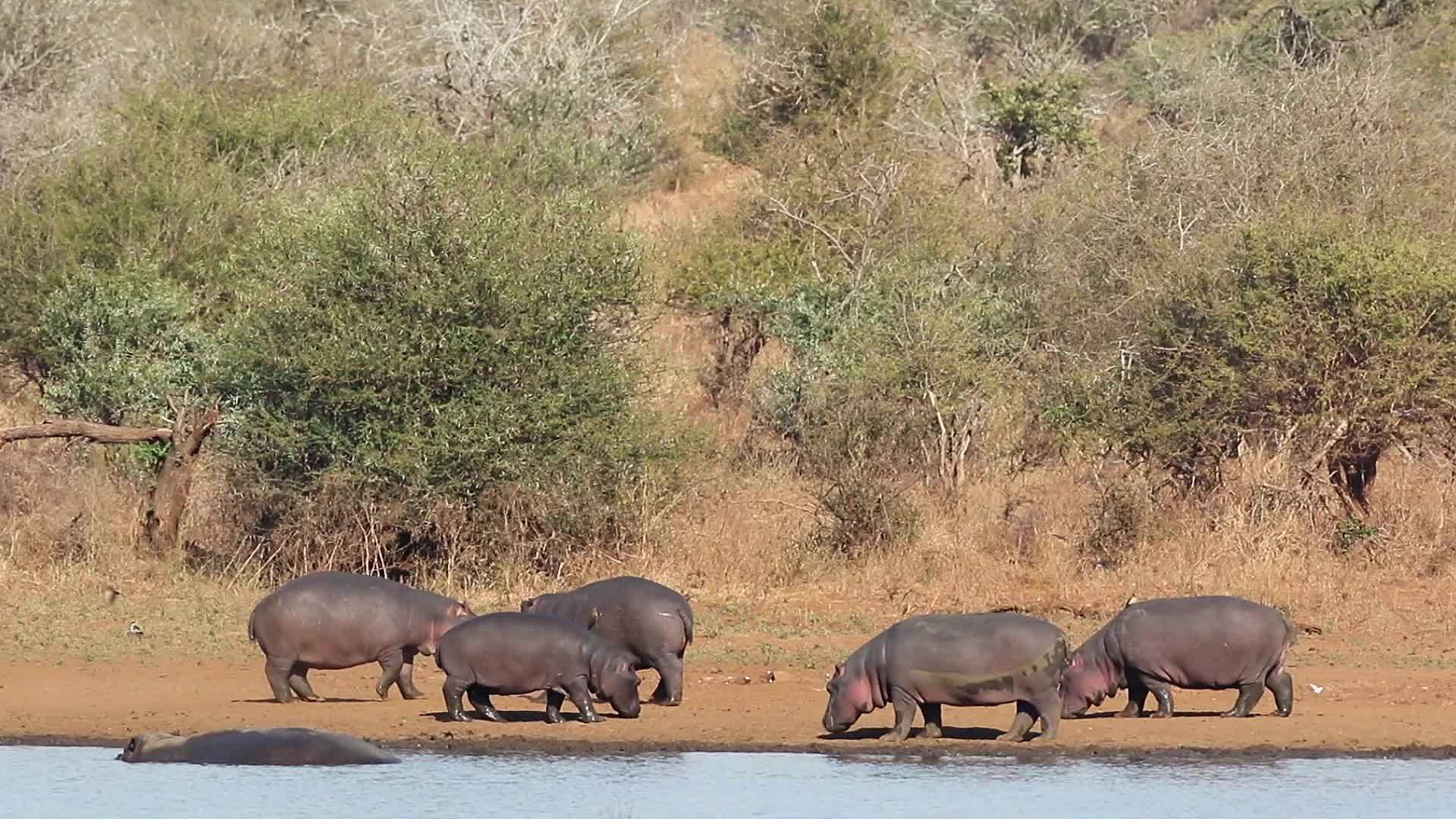 河马在陆地上Kruger国家公园视频的预览图