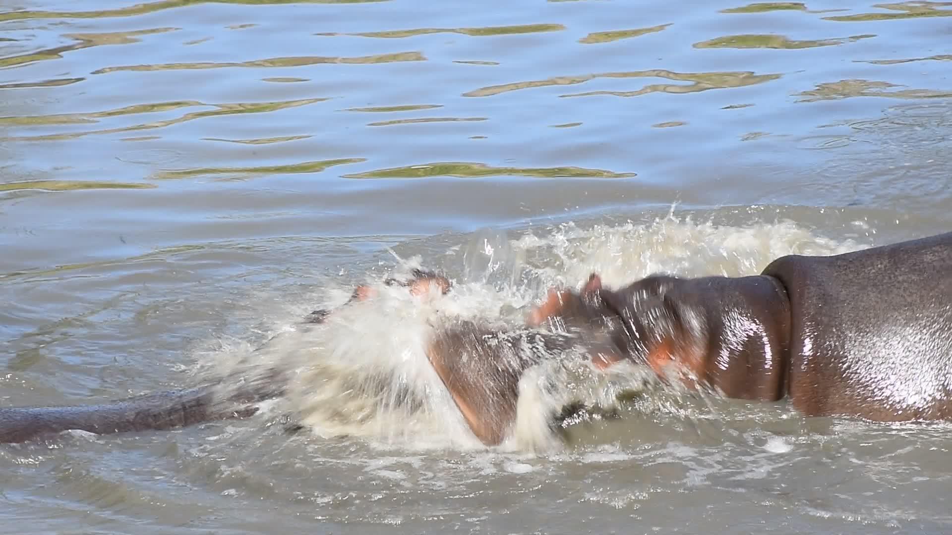 两对河马在水中游泳和玩耍视频的预览图