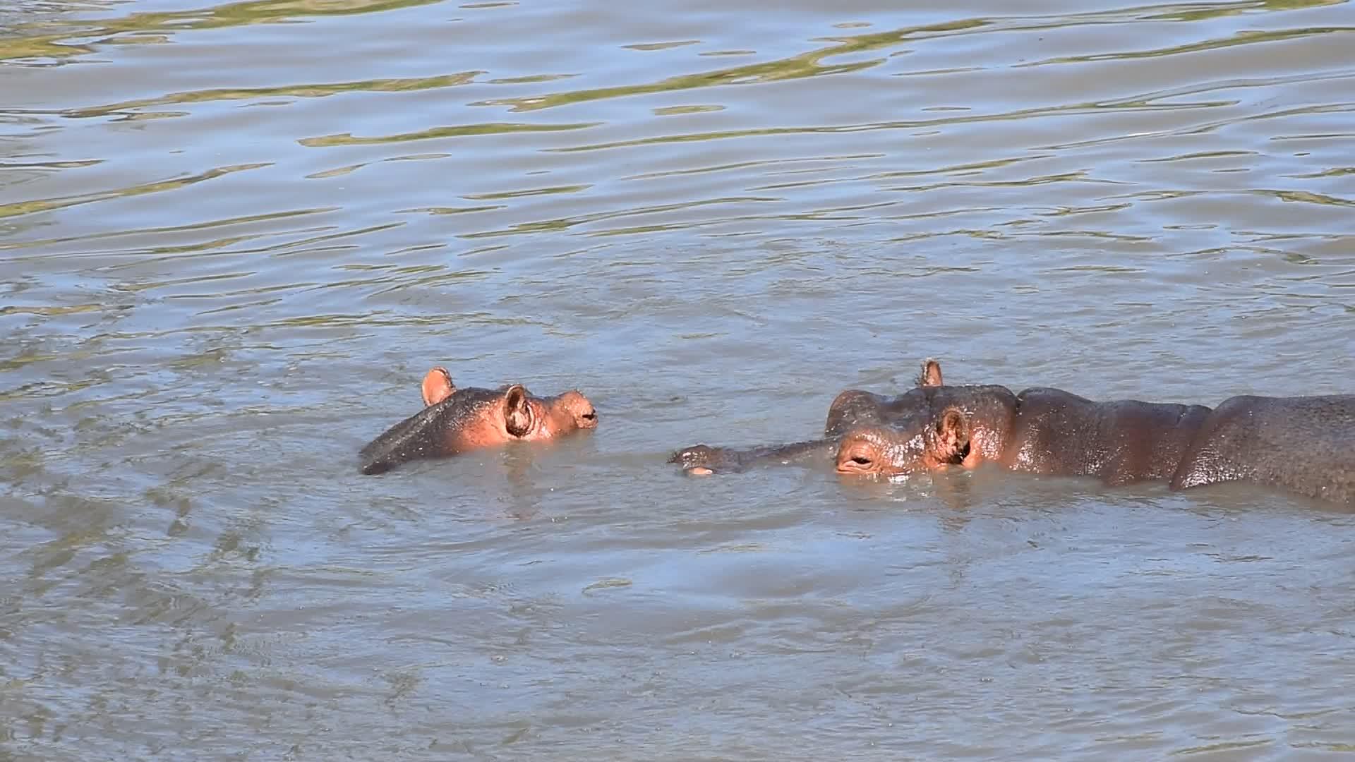 几条河马在水中游泳视频的预览图