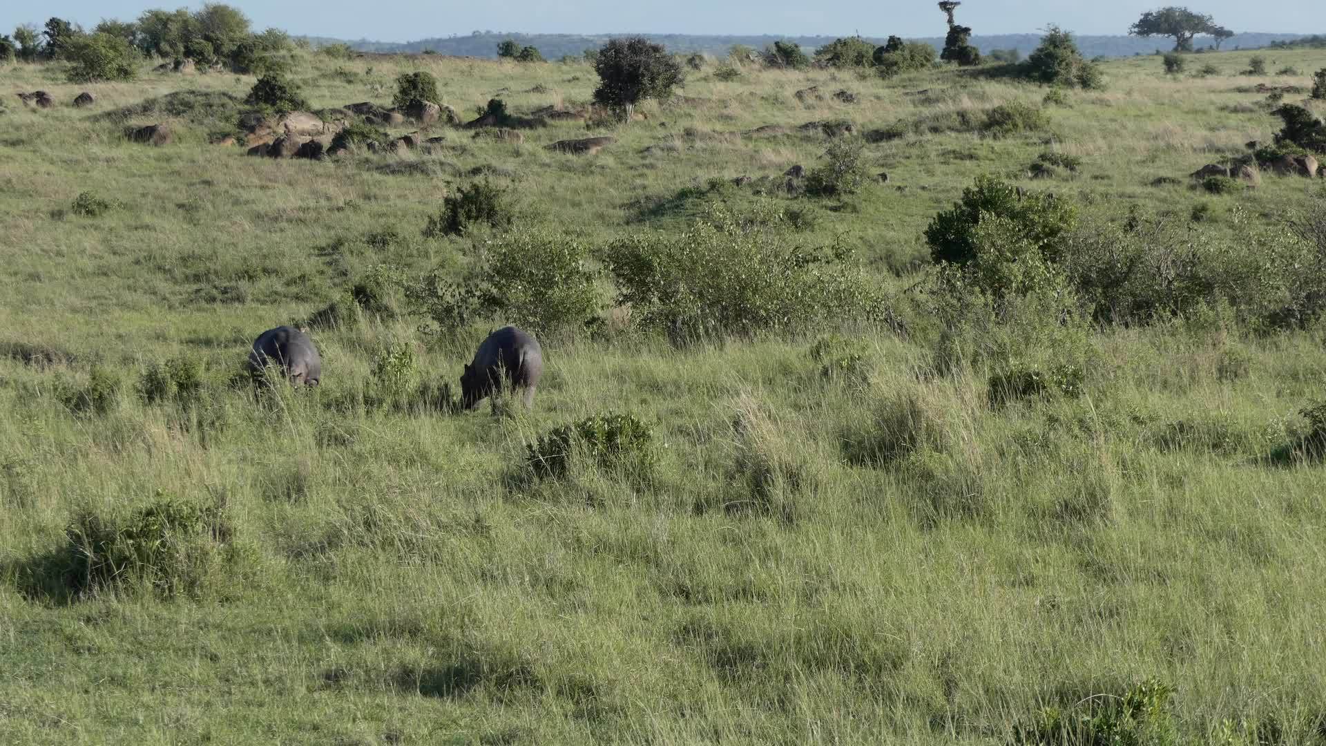 河马在Kenya草原放牧视频的预览图
