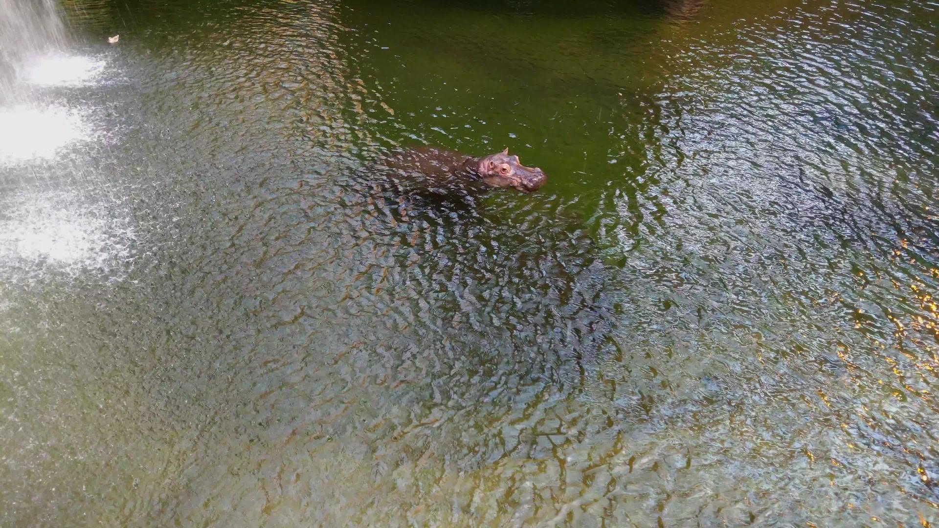 在水中游泳的成年河马视频的预览图
